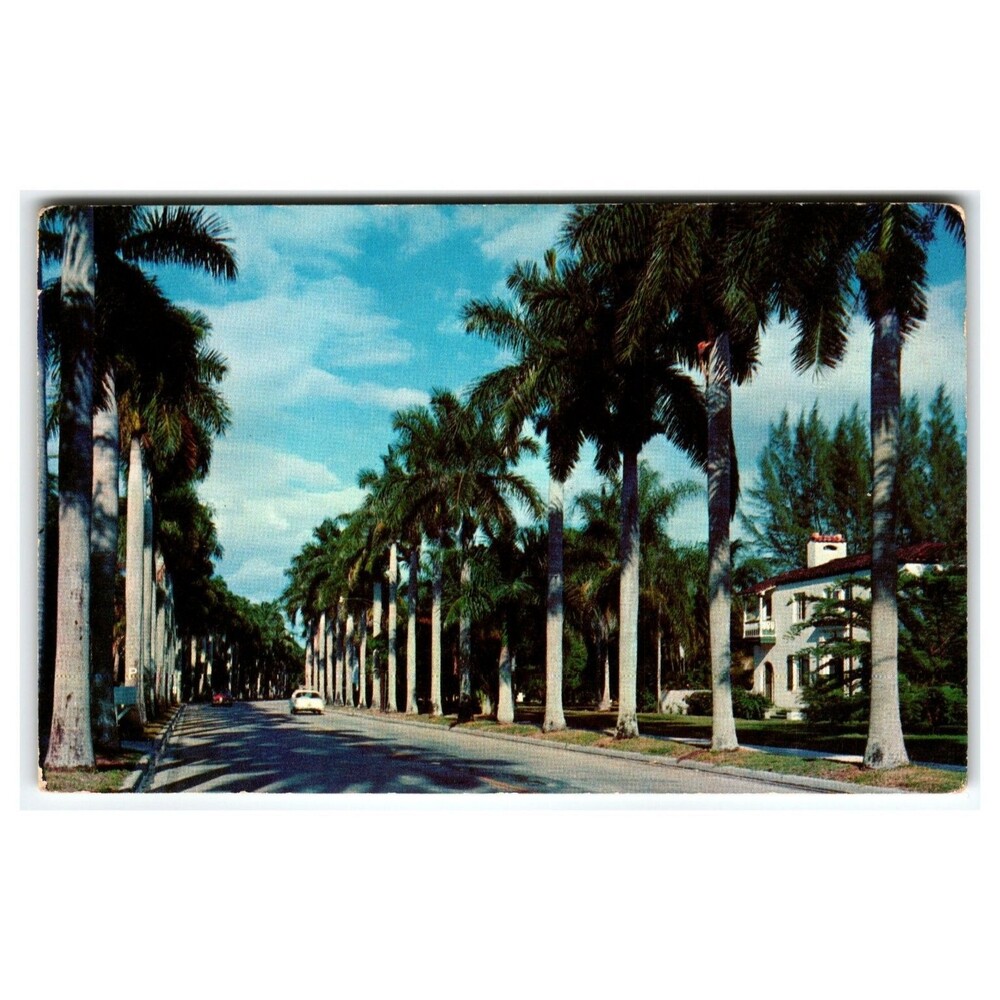 Vintage Lusterchrome Fort Myers FL Royal Palms Tree Lined Avenue Postcard